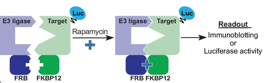 RiPA assay schematic — E3 ligase and target brought into proximity by rapamycin, read out by luciferase